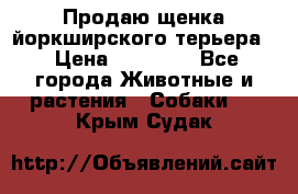 Продаю щенка йоркширского терьера  › Цена ­ 20 000 - Все города Животные и растения » Собаки   . Крым,Судак